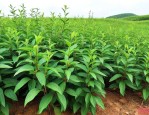 广西杜仲药材种植基地