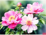 碧玉花开花是什么样子