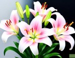 百合花如何水养能生根