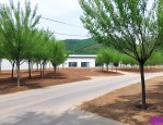 树苗批发基地 门头沟