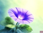 我是一朵牵牛花作文400字左右怎么写