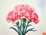 康乃馨花语和寓意颜色