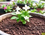 2025年茉莉花的养殖配土
