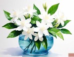 茉莉花能水养吗怎么养