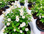 2025年香茉莉的养殖方法