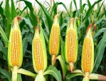 大丰133玉米种简介