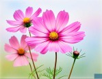 像格桑花的花是什么花