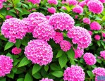 2025年粉花绣线菊的花语