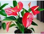 红掌花怎么养家庭养法