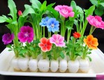 什么花水培好养又好看