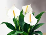 白掌花适合在室内养吗