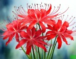 红色彼岸花寓意及花语