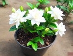 栀子花养殖用什么土好