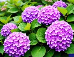 2025年绣球花是什么意思