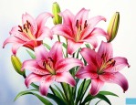 百合代表的花语是什么