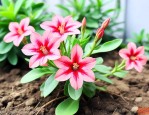 落地生根花的养殖方法