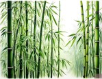 大叶子的竹子有哪些品种