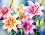 百合字母表示什么意思