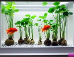 种在鱼缸里的水培植物