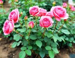 附近哪里有月季花苗卖