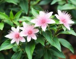 三七花价格多少钱一克