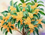 桂花市场价多少钱一斤