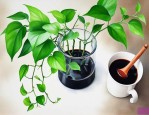 绿萝可以用酱油水养吗