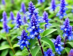 蓝花鼠尾草种子多少钱