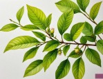 2025年栀子花容易生虫吗