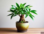 苔藓发财树盆景怎么养