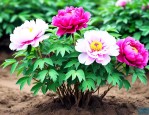 牡丹花苗价位是多少的