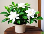 栀子花夏天移栽怎么养