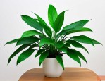 什么绿植吸收甲醛最快