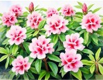 今年七叶一枝花价格表