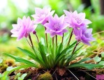 水晶兰草花多少钱一株
