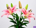 百合切花后种球怎么养