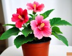 大岩桐芙蓉花的养殖方法