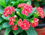 灯笼长寿花怎么养殖的
