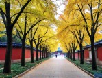 南京中山陵梧桐树大道