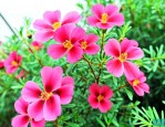 树马齿苋花的养殖方法