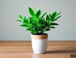 绿植海葡萄盆栽怎么养