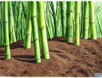 毛竹种子怎么种植方法