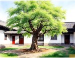 河北庭院适合种什么树