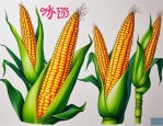 2025年联达098玉米种