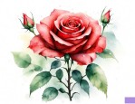 玖瑰花怎么种