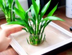 水养富贵竹有虫怎么办