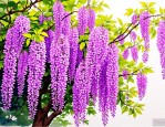 2025年紫藤萝花长什么样