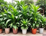 2025年绿植的品种有哪些