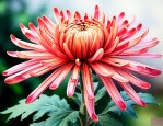 菊花的花瓣长什么样子
