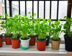 可以放阳台的水培植物